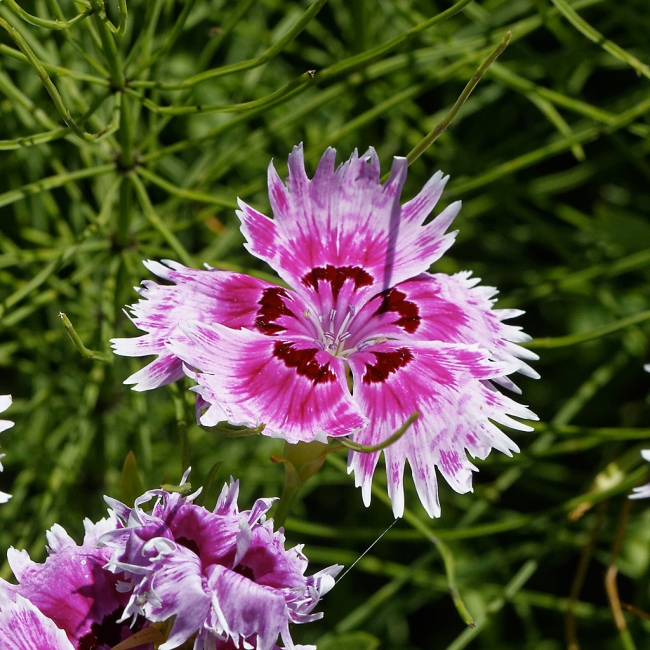 Jardin Botanique de la Bastide-022